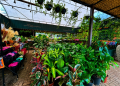 Plantas transformam ambientes e trazem mais bem-estar para dentro de casa