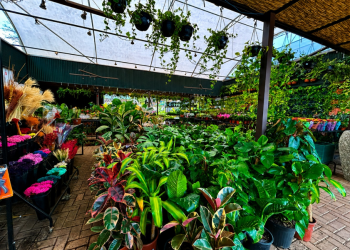 Plantas transformam ambientes e trazem mais bem-estar para dentro de casa